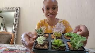 Planting a Succulent Mini Garden In a Salad Bowl | Succulents Mini Garden