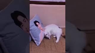 Funniest Cats and Dogs | Funny Animal Videos 02 | Zoop Animals