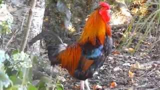 Rooster nonstop crowing in the morning let you hear enough for a time