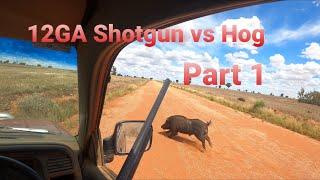 12GA Shotgun vs Hog. Part 1 of 2