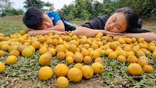 Orphan boy and Mute girl, Harvest lemon bring market to sell l Watering the vegetable garden