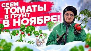 УСПЕВАЙТЕ ПОСЕЯТЬ ТОМАТЫ В НОЯБРЕ! Озимые томаты