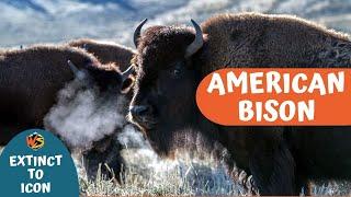 Unraveling the Epic Saga of America's Iconic Bison – From Near Extinction to Conservation Triumph!