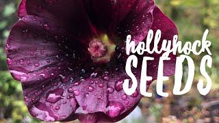 Saving Hollyhock Seeds on How to Grow a Garden with Scarlett