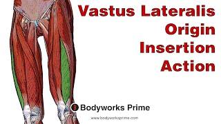 Vastus Lateralis Anatomy: Origin, Insertion & Action