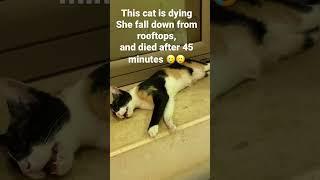 Cat fall down from rooftop, and she died after few minutes