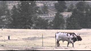 Bull kills rancher