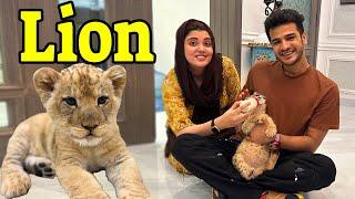 Lion  Khareed Kar Ghar Lay Aya | Kanwal Aur Aizal Dar Gai