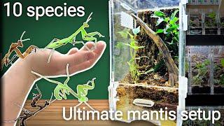 PRAYING MANTIS setup for 10 species +giveaway