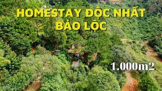 Bất ngờ với khu Homestay nằm giữa rừng thông ngay trung tâm Bảo Lộc