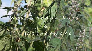 Lords of the Motherwort wool carder bees dominate leonurus cardiaca