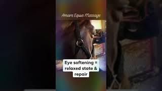 Amare Equus Equine Massage