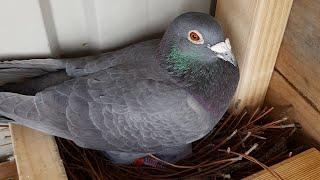 Racing Pigeon Breeding Plans