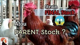 Ayam Petelur Final Stock Dan Parent Stock Modif | Larmod | Layer Modif