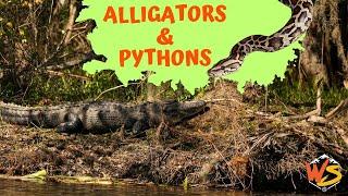 Everglades Adventure: Discovering Alligators and Invasive Pythons