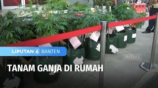 Tanaman Ganja di Rumah | Liputan 6 Banten