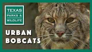 Bobcat City, Studying Urban Cats