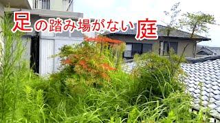 【草刈り】雑草にまみれた庭を刈り取る