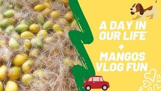 A day in our life | Lots of mangos | Lockdown vlog | Tamil vlog