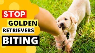 How to Train your Golden Retriever Puppy to Stop Biting