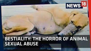 Bestialitas | Kengerian Pelecehan Seksual terhadap Hewan