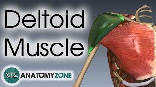 Deltoid Muscle Anatomy | AnatomyZone