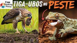 TOP 5 PESTENG HAYOP at ang kanilang MORTAL NA KALABAN