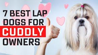 Top 7 Best Lap Dogs In The World For Cuddly Owners