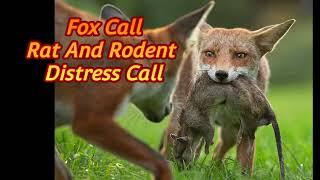 Best Fox Call Rat And Rodent Distress Call 1hr