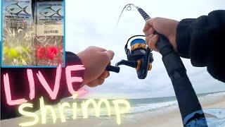 Winter Surf Fishing With Live Shrimp - Perdido Key, Florida (Catch and Cook)