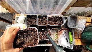 How to Start seeds for Small UK City Garden