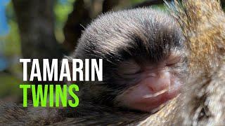 Twinning! Emperor Tamarin Infants Cling to Mom and Dad