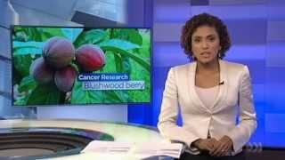 Scientists discover cancer fighting berry on tree that only grows in Far North Queensland   ABC News