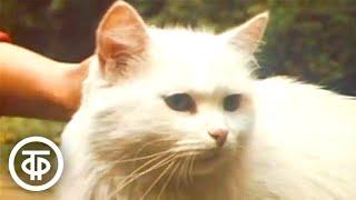 Геногеография, или Идем считать кошек (1984)