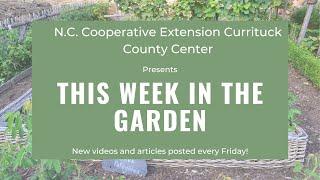 This Week in the Garden - Intro