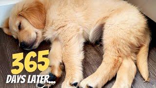 1 year in 10 Minutes | First Year With Golden Retriever
