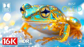 Unbelievable Dolby Vision HDR 16K Video ULTRA HD 240 FPS