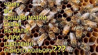 Чому всі свіщові матки схожі на матір а при щепленні різного кольору??? #бджільництвов6тирамвуликах