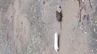 БОЙ МЕЖДУ ЛАСКОЙ И КРЫСОЙ  (●'◡'●) / FIGHT BETWEEN A WEASEL AND A RAT