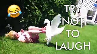 [2 HOUR] Try Not to Laugh Challenge!  | Animal Fails of the Week | Funny Pet Videos | AFV Live