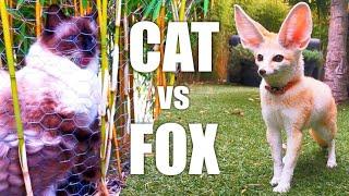 Fennec Fox Meets Birman Cat for the First Time (Cutest Reaction!)