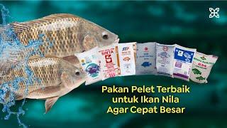 7 Pakan Pelet Terbaik untuk Ikan Nila dan Spesifikasinya