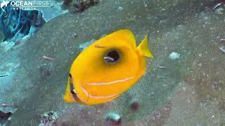 Butterflyfish