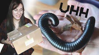 i'm afraid of my new pets.. GIANT African Millipedes UNBOXING, setup, care! Archispirostreptus gigas