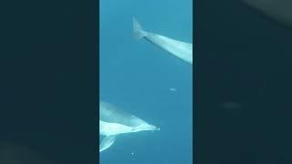 Dolphin | #swimming #ocean #oceanview #shorts #youtube #relaxingmusic #satisfying #dolphins