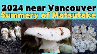 Summary of Matsutake near Vancouver in 2024. 1.5 hour the process and appearance of  collection