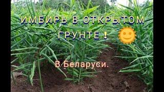 Как вырастить имбирь в открытом грунте в Беларуси.