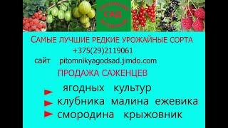 Клубничный питомник -50 сортов НОВИНКИ!!-саженцы клубники  доставкой по Беларуси и России Москву  .