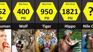 Animals Bite Force Comparison