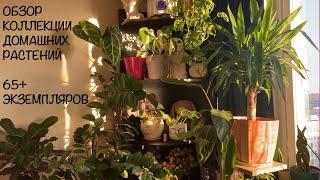 65 растений в однокомнатной съёмной квартире